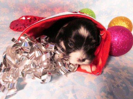 havanese-puppies